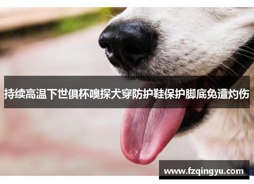 持续高温下世俱杯嗅探犬穿防护鞋保护脚底免遭灼伤